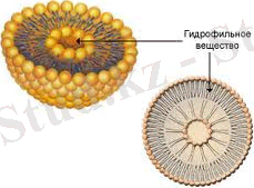 загруженное (1).jpg