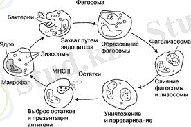 загруженное (3).jpg