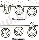 загруженное (2).jpg