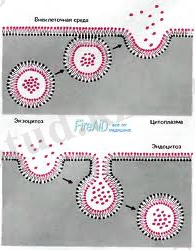 загруженное (2).jpg
