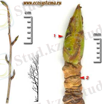 Тополь бальзамический — Populus balsamifera L.