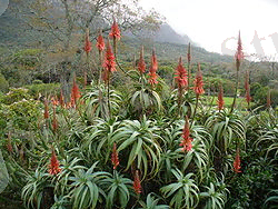 https://upload.wikimedia.org/wikipedia/commons/thumb/b/b9/Aloe_arborescens_Compton.JPG/250px-Aloe_arborescens_Compton.JPG