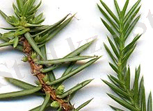 https://upload.wikimedia.org/wikipedia/commons/thumb/0/03/Juniper_needles.jpg/220px-Juniper_needles.jpg