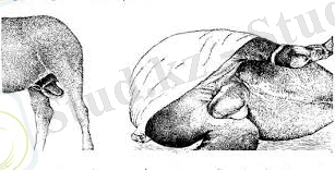 скачанные файлы (1).jpg