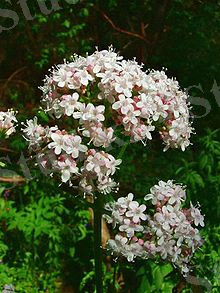 220px-Valeriana_officinalis_jfg1.jpg