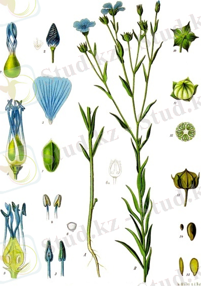 Linum_usitatissimum_-_Köhler–s_Medizinal-Pflanzen-088.jpg