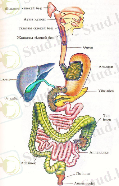 ÐÐ¾ÑÐ¾Ð¶ÐµÐµ Ð¸Ð·Ð¾Ð±ÑÐ°Ð¶ÐµÐ½Ð¸Ðµ