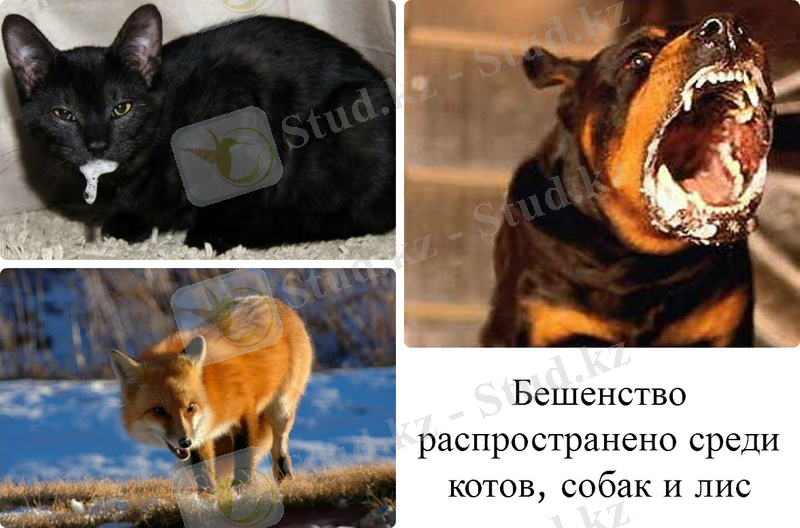 C:\Users\Айголек\Desktop\PicMonkey-Collage15.jpg