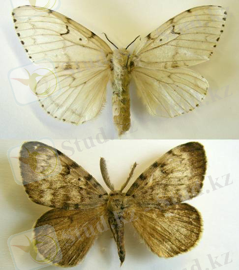 ÐÐ°ÑÑÐ¸Ð½ÐºÐ¸ Ð¿Ð¾ Ð·Ð°Ð¿ÑÐ¾ÑÑ Ocneria dispar L