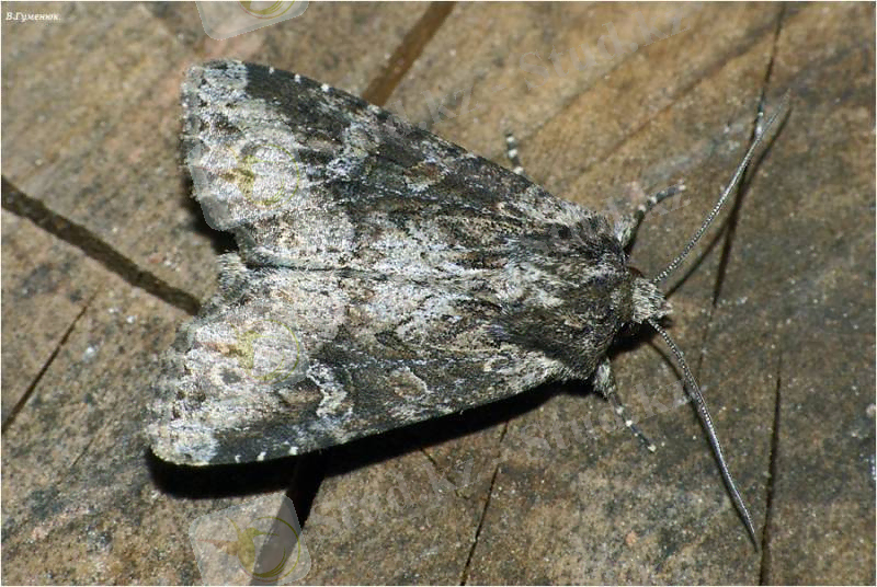 Описание: серая з совка