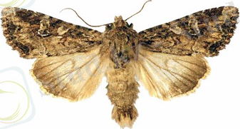 Картинки по запросу – Apamea anceps Schiff