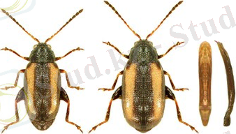 ÐÐ°ÑÑÐ¸Ð½ÐºÐ¸ Ð¿Ð¾ Ð·Ð°Ð¿ÑÐ¾ÑÑ Phyllotreta vittula Redt