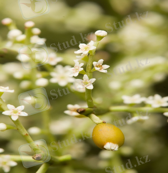 Картинки по запросу сүекті аққураи