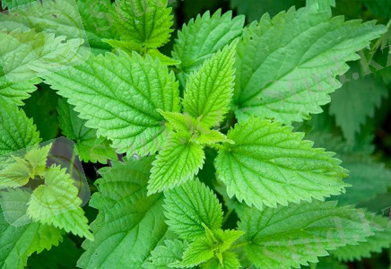 Картинки по запросу қалақай