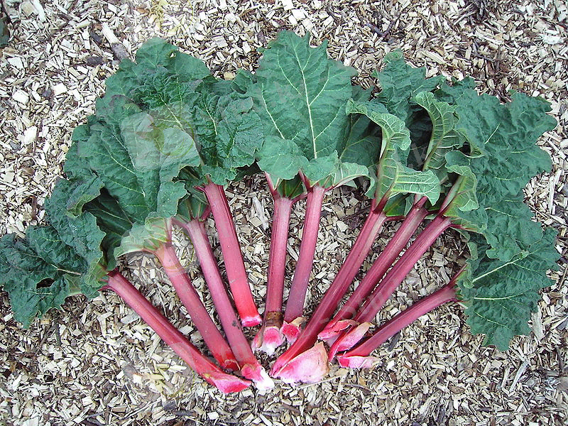 Rheum rhabarbarum.2006-04-27.uellue.jpg