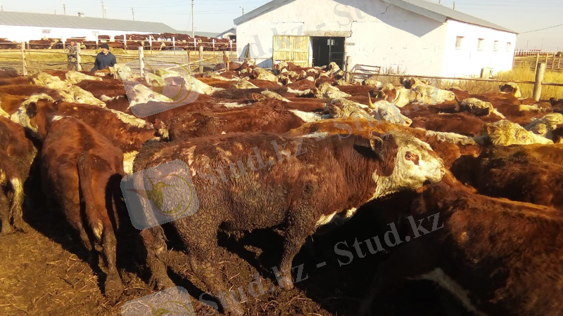 C:\Users\Kuanish Imanshaev\Desktop\Новая папка\IMG-20190409-WA0000.jpg