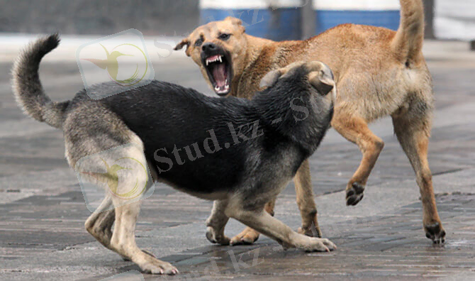Картинки по запросу иттердің аурулары