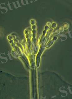 http://website.nbm-mnb.ca/mycologywebpages/Moulds/Illustrations/Penicillium.jpg