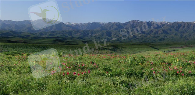 C:\Users\Сергей\Desktop\горы тарбаг.jpg