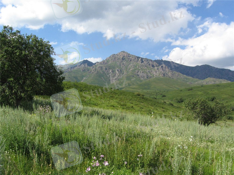 C:\Users\Сергей\Desktop\горы тарбаг 3.jpg