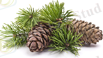 C:\Users\Student\Downloads\cedar_cone 2.png