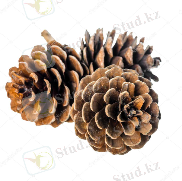 C:\Users\Student\Downloads\depositphotos_87560798-stock-photo-beautiful-cedar-pine-cones-onкедр.jpg