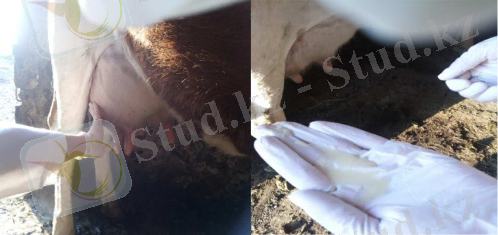 ÐÐ°ÑÑÐ¸Ð½ÐºÐ¸ Ð¿Ð¾ Ð·Ð°Ð¿ÑÐ¾ÑÑ Ð¶ÐµÐ»ÑÐ½ÑÐ°Ñ