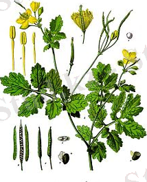 Chelidonium_majus_-_Köhler–s_Medizinal-Pflanzen-033.jpg