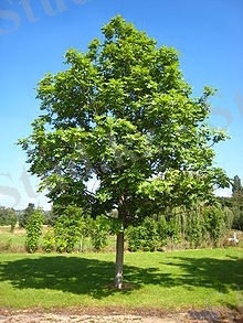 220px-Fraxinus_excelsior_tree.jpg