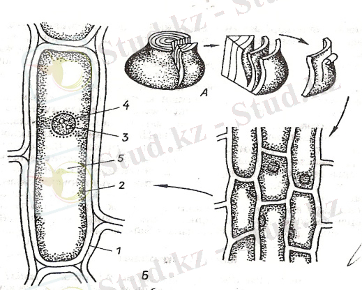 сканирование0002