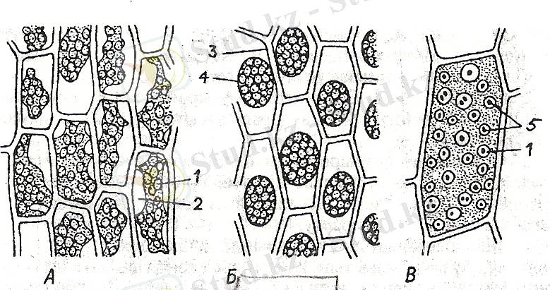 сканирование0001