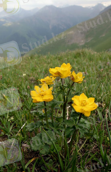 C:\Users\Сергей\Desktop\Купальница джунгарская Trolius dshungaricus.jpeg