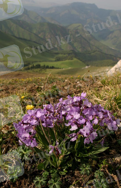 C:\Users\Сергей\Desktop\Паррия узкоплодная Parrya stenocarpa.jpeg