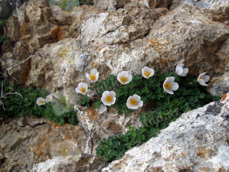 C:\Users\Сергей\Desktop\Лжеводосбор ветреницевидный Paraquilegia anemnoides.jpeg