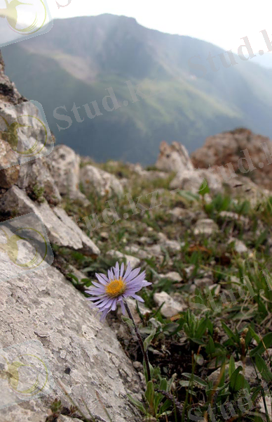 C:\Users\Сергей\Desktop\Астра альпийская Aster alpinus.jpeg