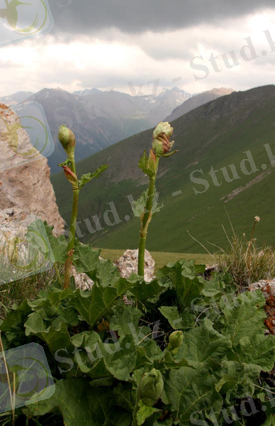 C:\Users\Сергей\Desktop\Ревень Rheum sp..jpeg