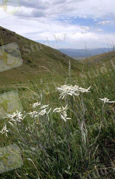 C:\Users\Сергей\Desktop\Эдельвейс Федченковский Leontopodium Fedtschenkoanum.jpeg