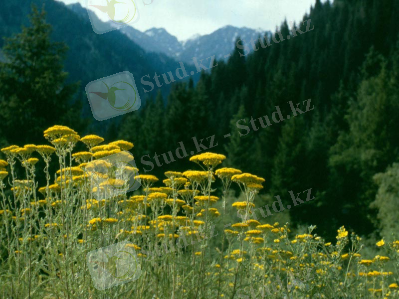 C:\Users\Сергей\Desktop\Алматинский з-к.jpeg