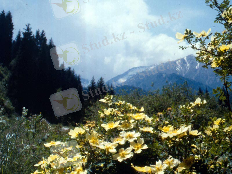 C:\Users\Сергей\Desktop\Правый Талгар.jpeg