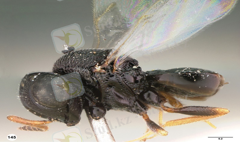 ÐÐ°ÑÑÐ¸Ð½ÐºÐ¸ Ð¿Ð¾ Ð·Ð°Ð¿ÑÐ¾ÑÑ Trissolcus Grandis Thoms