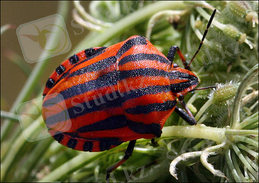 ÐÐ°ÑÑÐ¸Ð½ÐºÐ¸ Ð¿Ð¾ Ð·Ð°Ð¿ÑÐ¾ÑÑ ÐÑÐ°ÑÐ¾Ð·Ð¾Ð¼Ð° (Graphosoma Lineatum)