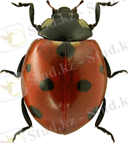 ÐÐ°ÑÑÐ¸Ð½ÐºÐ¸ Ð¿Ð¾ Ð·Ð°Ð¿ÑÐ¾ÑÑ ÑÐµÐ¼Ð¸ÑÐ¾ÑÐµÑÐ½Ð°Ñ (coccinellidae)