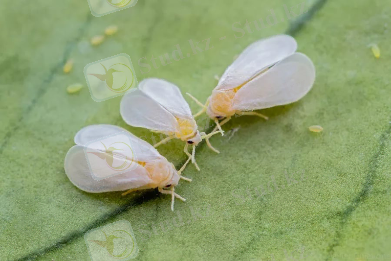 C:\Users\user\Pictures\АҚ ҚАНАТ.jpg