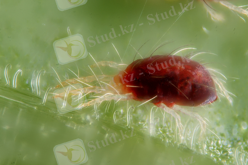 C:\Users\user\Pictures\өрмекші кене.jpg