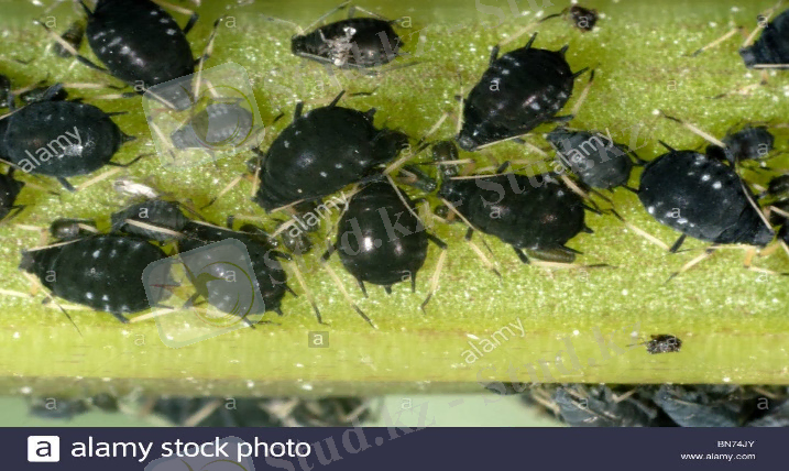 ÐÐ°ÑÑÐ¸Ð½ÐºÐ¸ Ð¿Ð¾ Ð·Ð°Ð¿ÑÐ¾ÑÑ Aphis fabae Scop