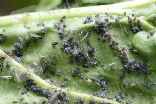 ÐÐ°ÑÑÐ¸Ð½ÐºÐ¸ Ð¿Ð¾ Ð·Ð°Ð¿ÑÐ¾ÑÑ Aphis fabae Scop