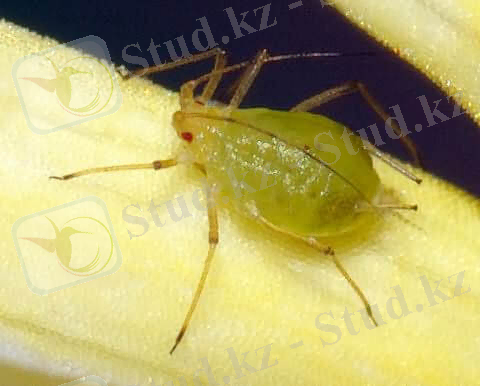 ÐÐ°ÑÑÐ¸Ð½ÐºÐ¸ Ð¿Ð¾ Ð·Ð°Ð¿ÑÐ¾ÑÑ Pemphigus fuscicornis Koch