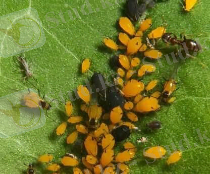 ÐÐ¾ÑÐ¾Ð¶ÐµÐµ Ð¸Ð·Ð¾Ð±ÑÐ°Ð¶ÐµÐ½Ð¸Ðµ