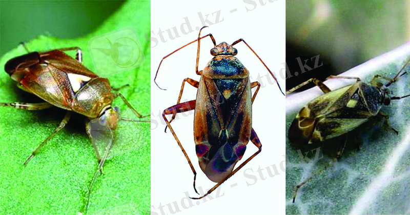 á­áá á®ááá¡ ááá¦áááá¯á (Poeciloscytus cognatus Fieb.)