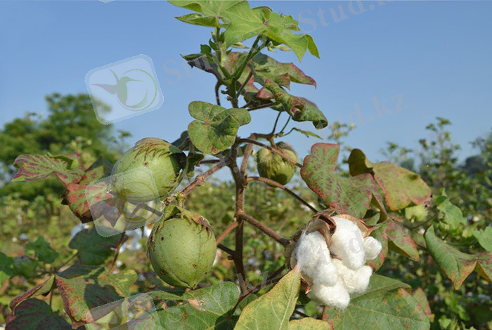 ÐÐ°ÑÑÐ¸Ð½ÐºÐ¸ Ð¿Ð¾ Ð·Ð°Ð¿ÑÐ¾ÑÑ ÑÐ»Ð¾Ð¿Ð¾Ðº